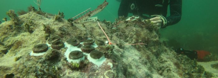 Copy of 12-9 Outplanting2